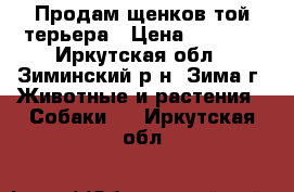 Продам щенков той-терьера › Цена ­ 5 000 - Иркутская обл., Зиминский р-н, Зима г. Животные и растения » Собаки   . Иркутская обл.